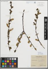 Foto von Salix myrsinifolia Salisb.